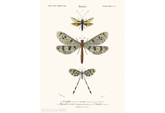 Affiche Ascalaphe