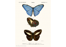 Affiche Papillon Morpho